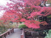 ۂ񂳂̕{sy̐Xق̓eʐ^1