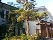 񂿂񂳂̏ъق̓eʐ^1