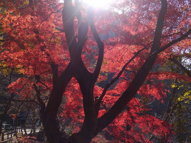 ���ԏꂩ�班����������_���勬�̍g�t