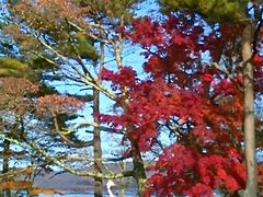 usa̎RΗVD ̌΂ւ̓eʐ^1