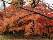 ߂̂̓aJ˒뉀̍gt̓eʐ^3