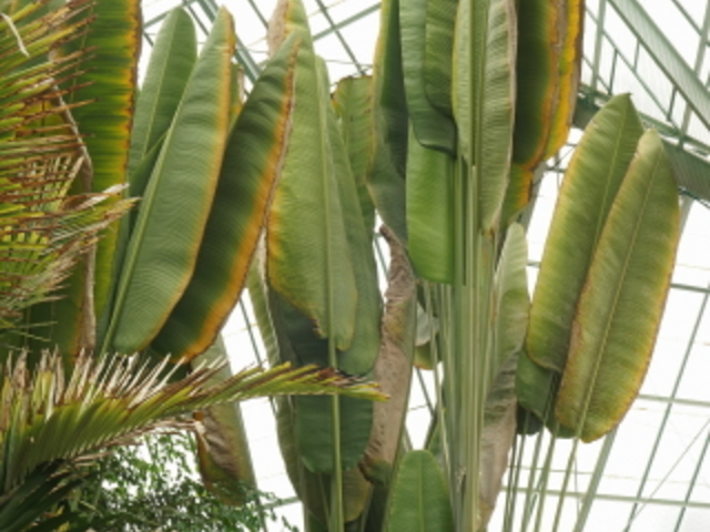 �o�i�i�̖�_���̐쉷��