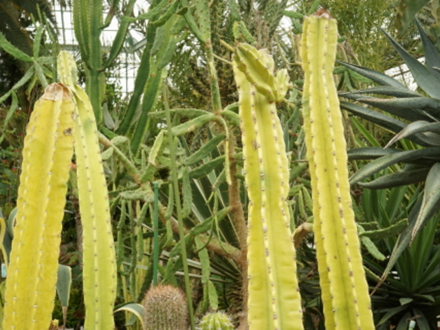 �����ȃT�{�e��_���̐쉷��