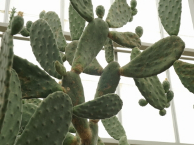 �E�`���T�{�e���A����݂����B_���̐쉷��