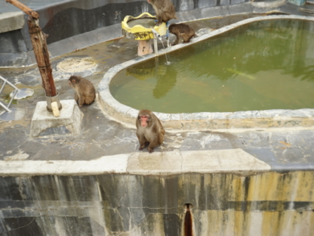 ��i�F�̒��œ����݂���T����������̂͐��E���ł����������H_���̐쉷��