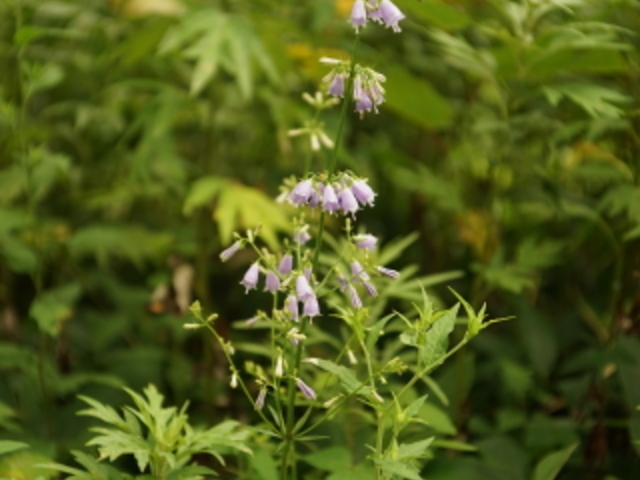 �����h�E�̉�_���َR