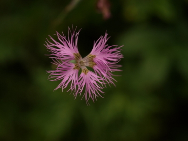 ���َR�͎R�쑐�̕�ɂł��B_���َR