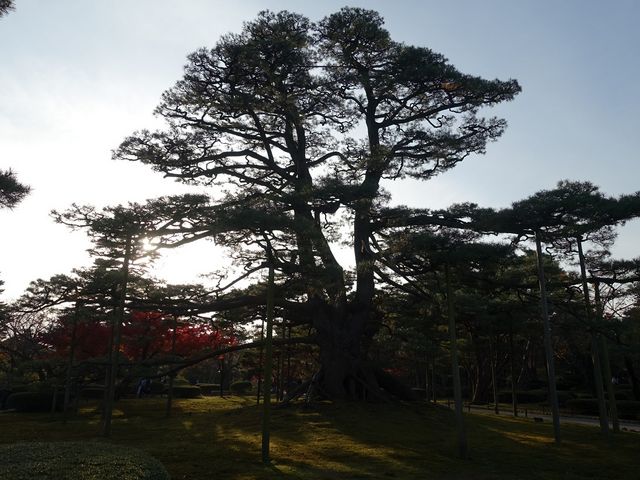 �����ȑ�؂ł�_�����̏��i���Z���j