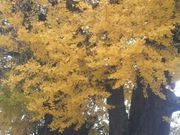 Ƃ񂳂̏˒m̃C`E̓eʐ^1