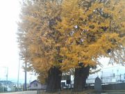 Ƃ񂳂̏˒m̃C`E̓eʐ^2