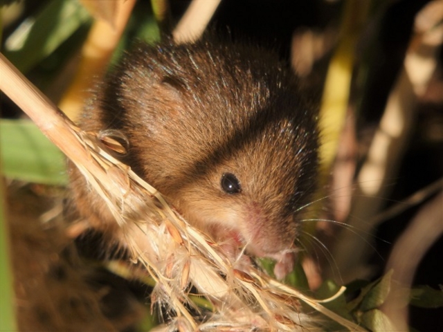 JlY~ꐶ̕HׂĂ܂B_Ό