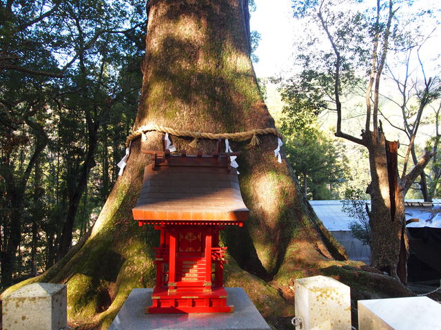 水屋神社の大クス】アクセス・営業時間・料金情報 - じゃらんnet