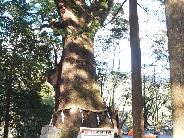 ˂񂳂̐_Ђ̑NX̓eʐ^5