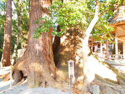 ˂񂳂̐_Ђ̑NX̓eʐ^4