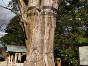 ˂񂳂̍Ð_Ђ̑PL̓eʐ^3