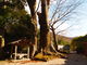 ねこちゃんさんの国津神社の大ケヤキの投稿写真1