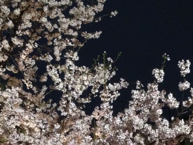 桜_立山公園