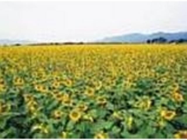 ���ꂢ_�Ó�Ђ܂��L��