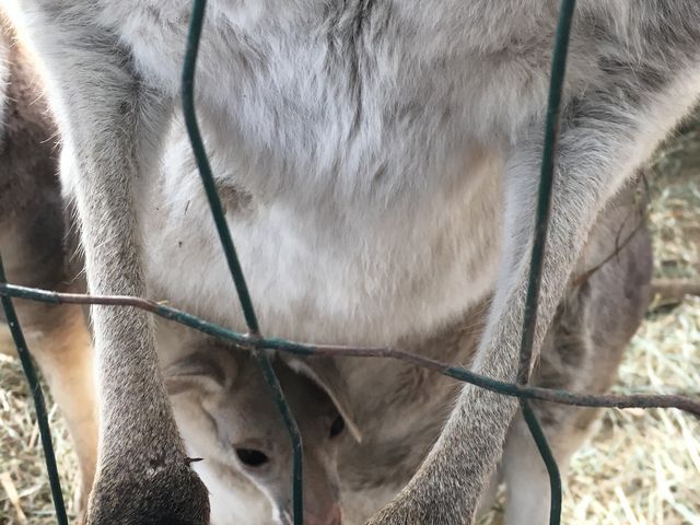 �J���K���[�̐Ԃ����I�I_�H�g�䎩�R���������T�t�@�������h