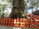 かずちゃんさんの新田神社（鹿児島県薩摩川内市）の投稿写真2