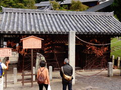 ���ǁ[����̓��厛�񌎓�脉��䉮�ւ̓��e�ʐ^1