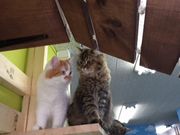 ՂՂ313̔LJtFneko̓eʐ^2