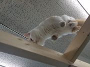 ՂՂ313̔LJtFneko̓eʐ^3