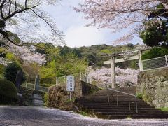 JOEさんの桜山公園の桜への投稿写真1