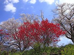 JOEさんの川上峡の桜の投稿写真1