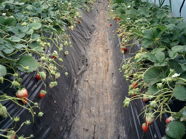 �Ԃ��C�`�S�����Ȃ�����_�����_��