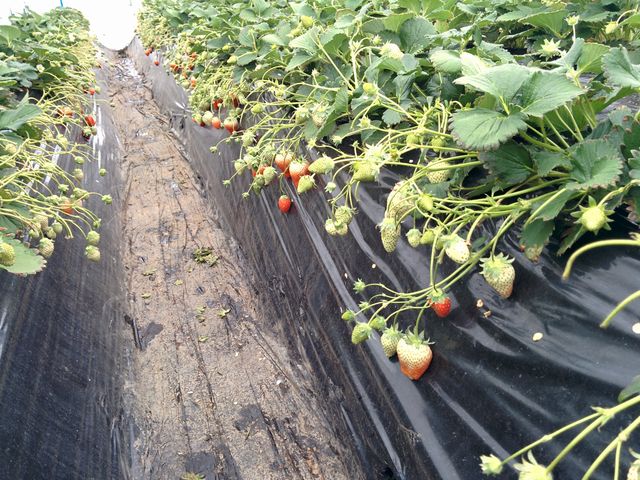 �Ԃ��C�`�S�����Ȃ�����_�����_��