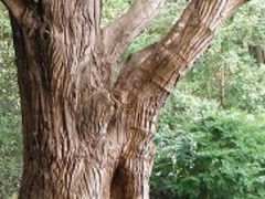 フルスピードさんの関の甕杉の投稿写真1