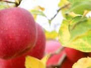 tXs[h̐Xό񂲉̓eʐ^1