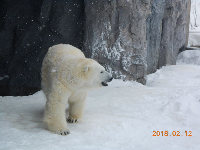 ���F�̑傫���Ƀr�b�N��_���R������