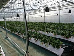 rr̓ߐ{_@̐Xւ̓eʐ^2