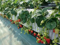 rr̓ߐ{_@̐Xւ̓eʐ^3