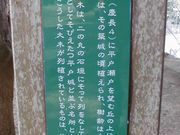 �ڂ肳��̋T�������̃}�L���؂̓��e�ʐ^3