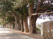 �ڂ肳��̋T�������̃}�L���؂̓��e�ʐ^4