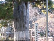 ڂ肳̉Wi_Ёj̓eʐ^1