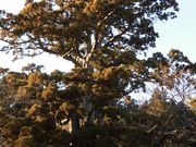 ڂ肳̉Wi_Ёj̓eʐ^2