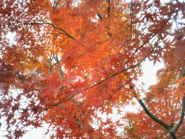 w͌ΌΔȗV̍gtxB_͌ΌΔȗV