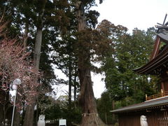 oto-channさんの安良川の爺杉の投稿写真1