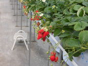 itembrain̍]g˔_̓eʐ^1