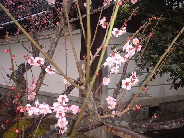 梅林寺外苑の梅】アクセス・営業時間・料金情報 - じゃらんnet