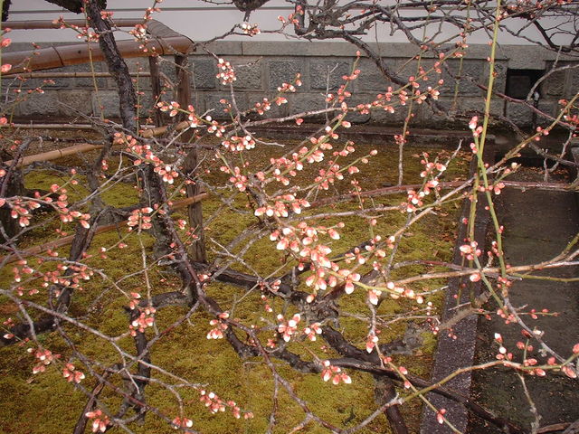 梅林寺外苑の梅】アクセス・営業時間・料金情報 - じゃらんnet