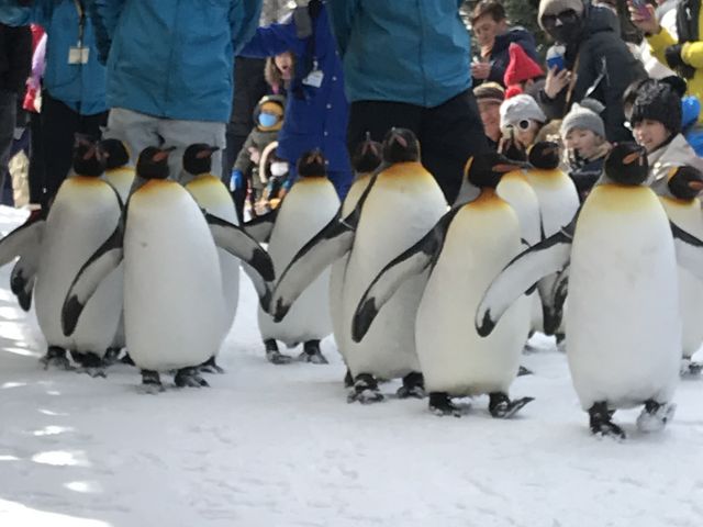 �y���M���ق̃y���M�����݂�ȎU���ɏo������킯�ł͂Ȃ������ŁA�s�������y���M������_���R������