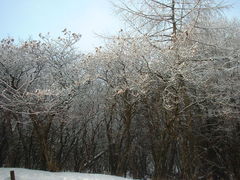 花ちゃんさんの九重山群の霧氷の投稿写真3
