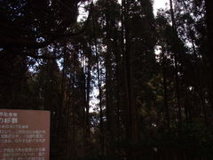 花ちゃんさんの満山神社の杉群の投稿写真4