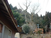 Ԃ񂳂̒|̌F̑PL̓eʐ^1