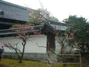 Ԃ񂳂̔~юO̔~̓eʐ^4